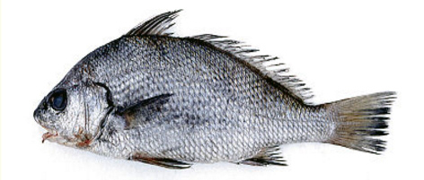 Umbrina canariensis_05.jpg